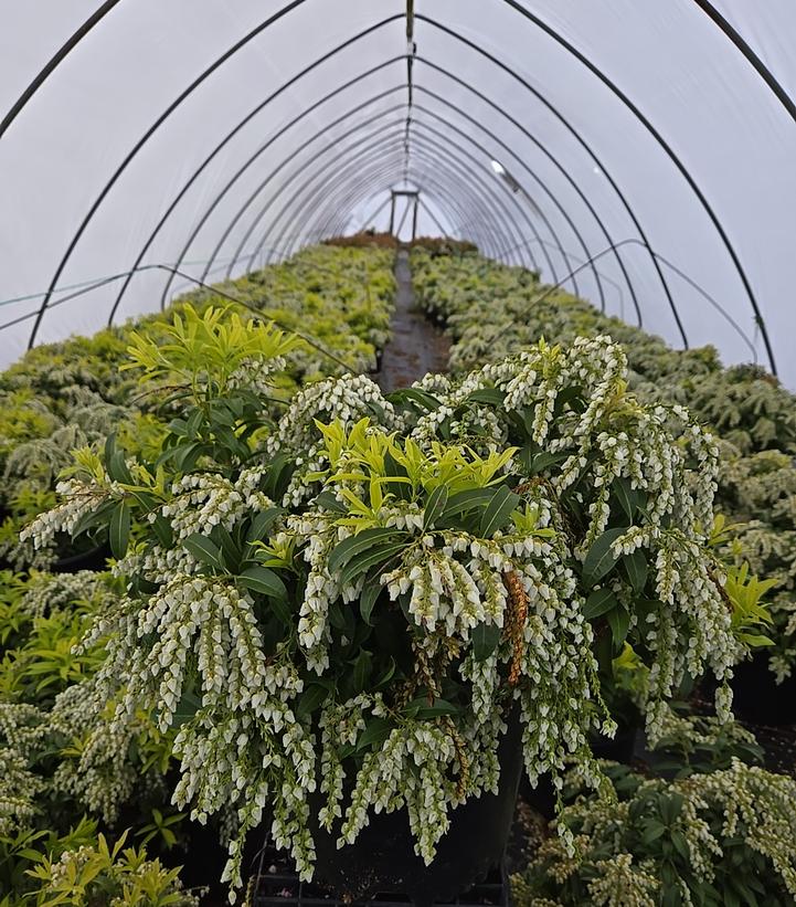 Pieris japonica 'Avalanche'
