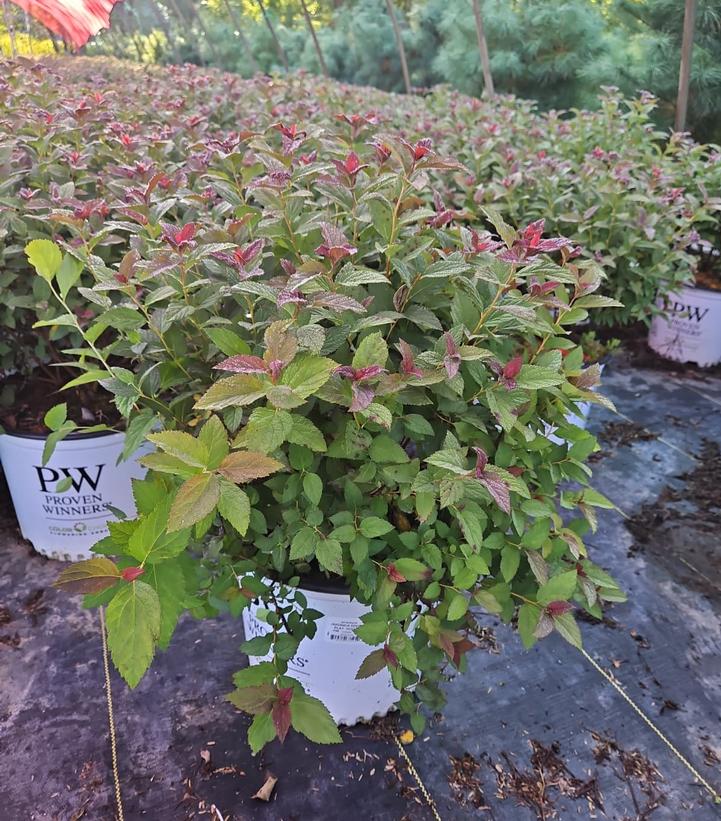 Spiraea x Double Play Double Play Doozie®