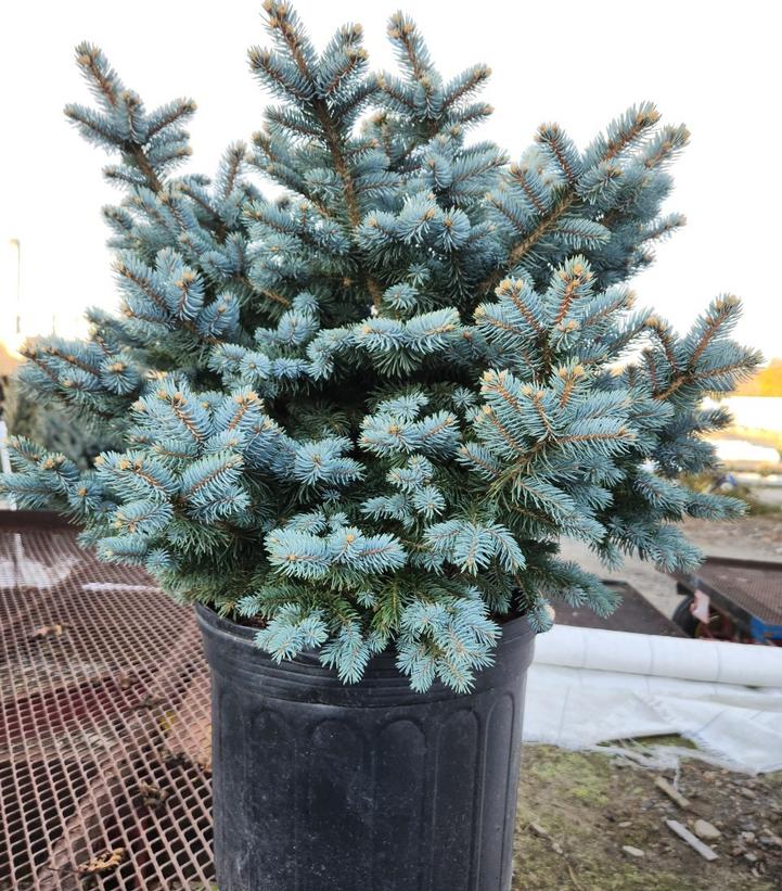 Picea pungens glauca 'Globosa'