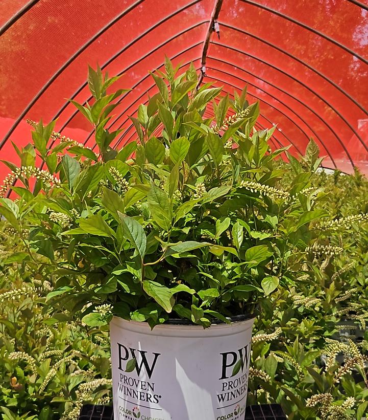 Itea virginica Little Henry®