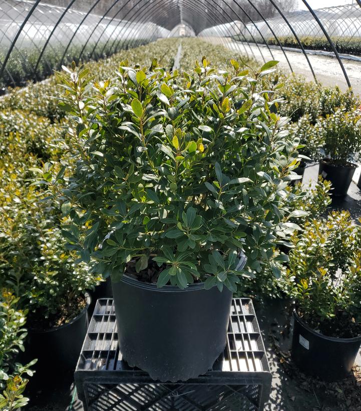 Ilex glabra 'Densa'