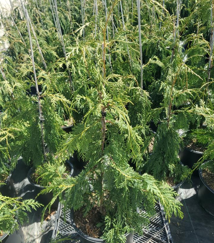 Chamaecyparis nootkatensis 'Pendula'