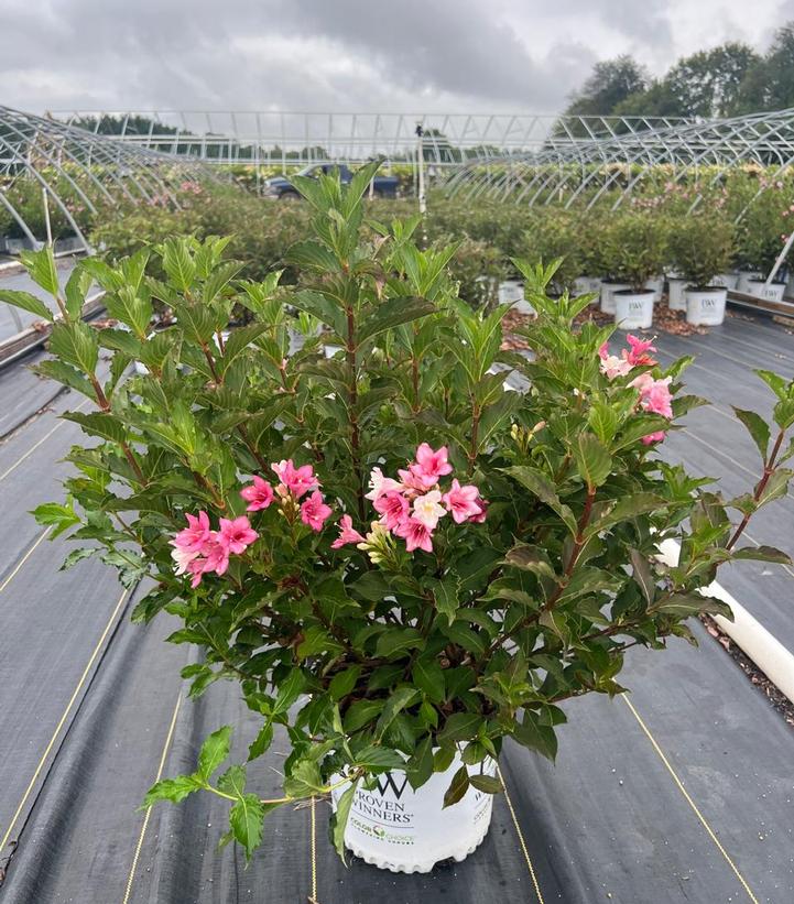 Weigela florida Czechmark Trilogy®
