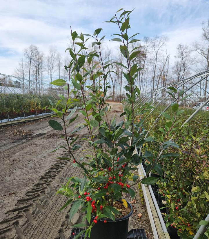 Ilex verticillata 'Winter Red'