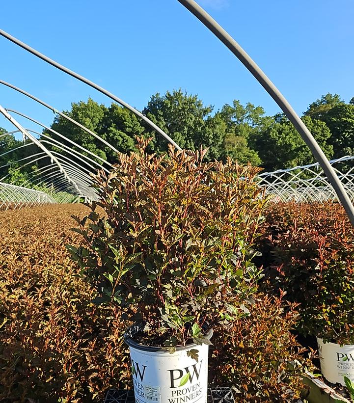 Physocarpus opulifolius Summer Wine®