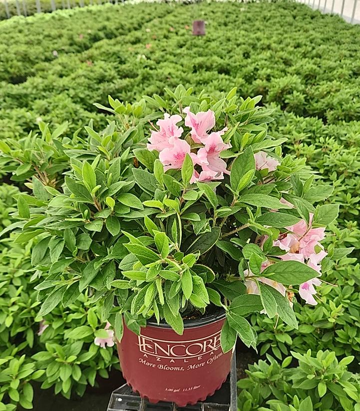 Azalea Encore® Autumn Twist®