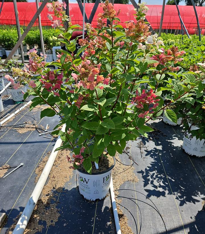 Hydrangea paniculata Quick Fire®