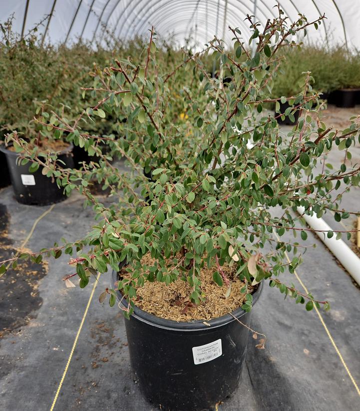 Cotoneaster dammeri Coral Beauty