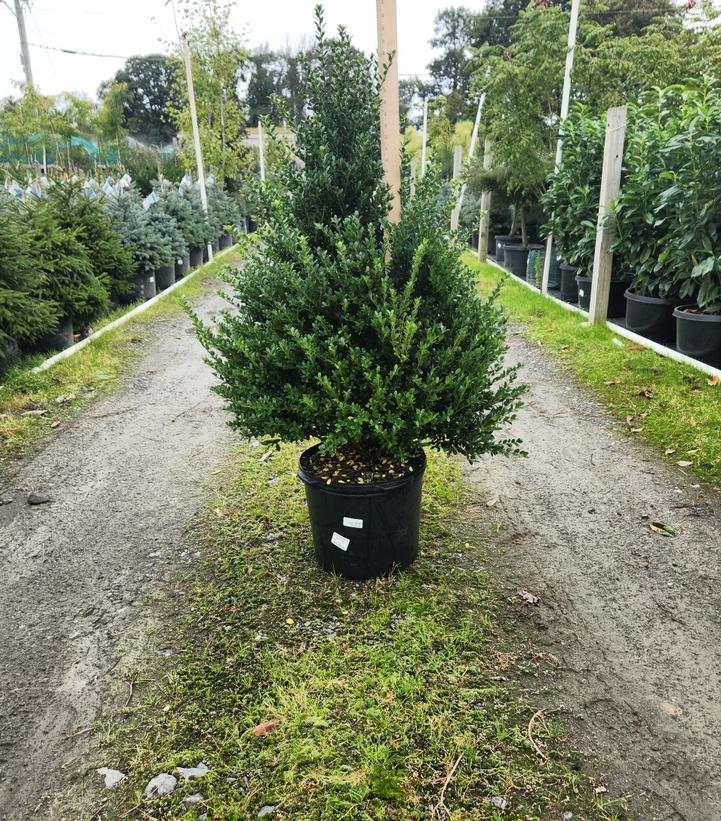 Ilex crenata 'Steeds'