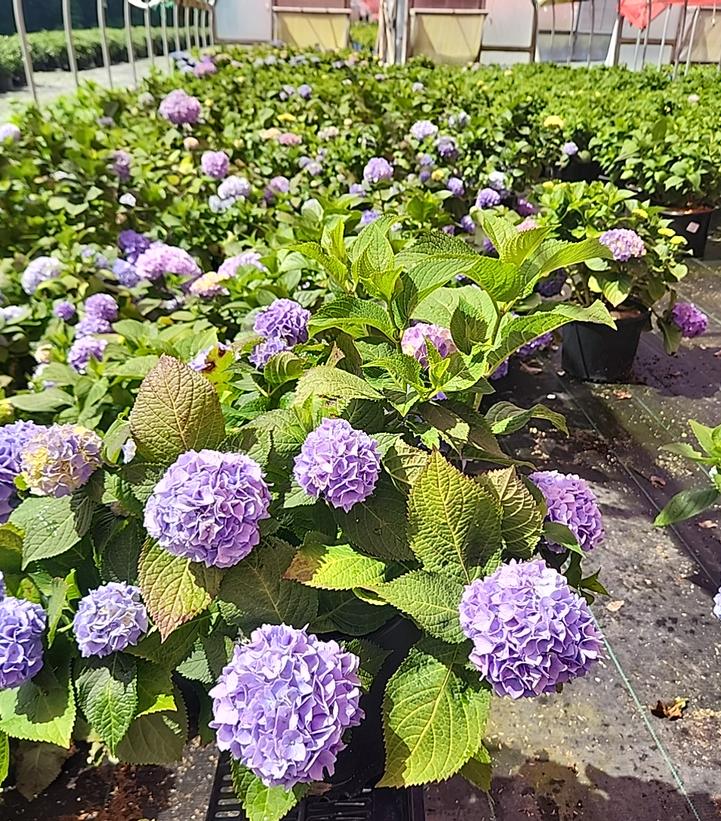 Hydrangea macrophylla Nikko Blue