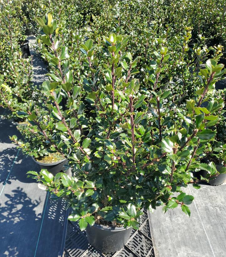 Ilex x meserveae 'Blue Prince'