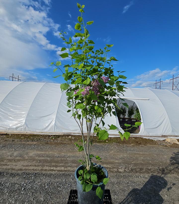 Syringa vulgaris 'Sensation'