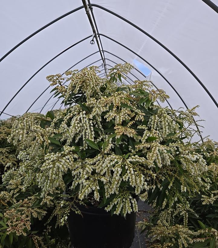 Pieris jap. Brouwers Beauty