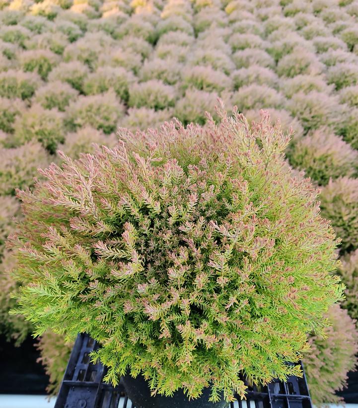 Thuja occidentalis Fire Chief™