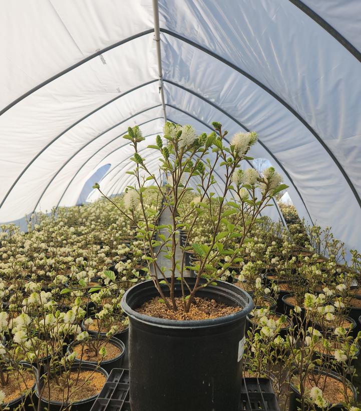 Fothergilla gardenii 