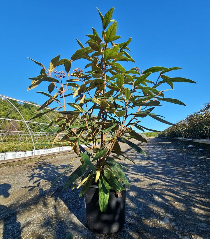 Viburnum rhytidophyllum 