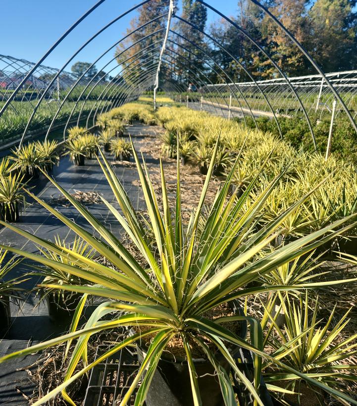 Yucca filamentosa 'Color Guard'