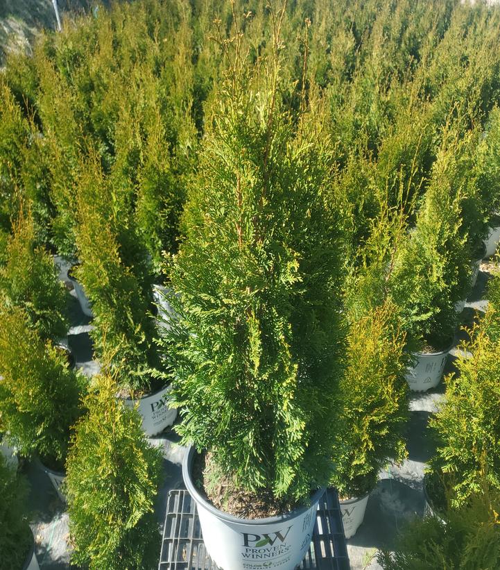 Thuja occidentalis North Pole®