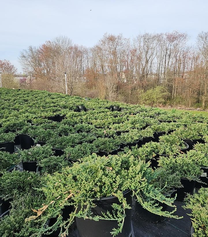 Juniperus horizontalis 'Wiltoni'