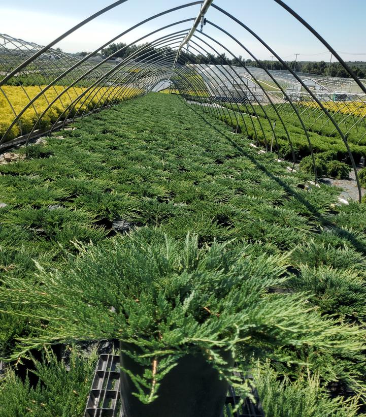 Juniperus horizontalis 'Bar Harbor'