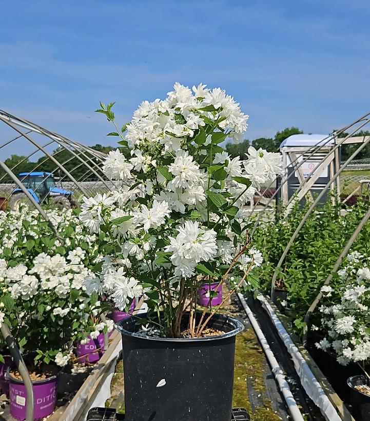 Philadelphus 'Buckley's Quill'