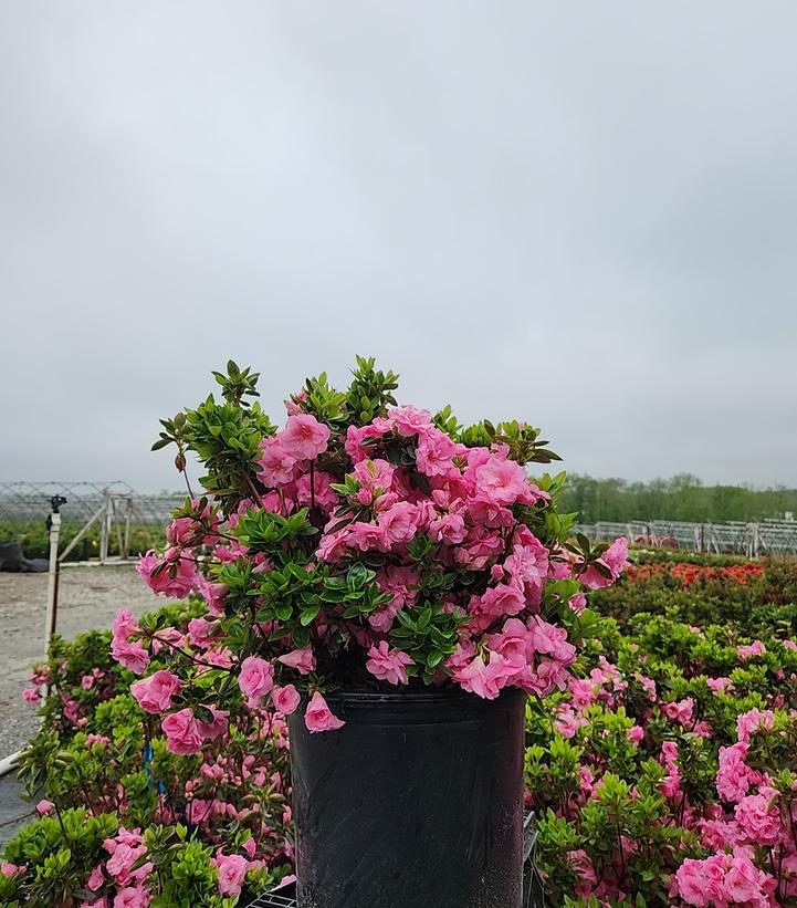 Azalea 'Rosebud'