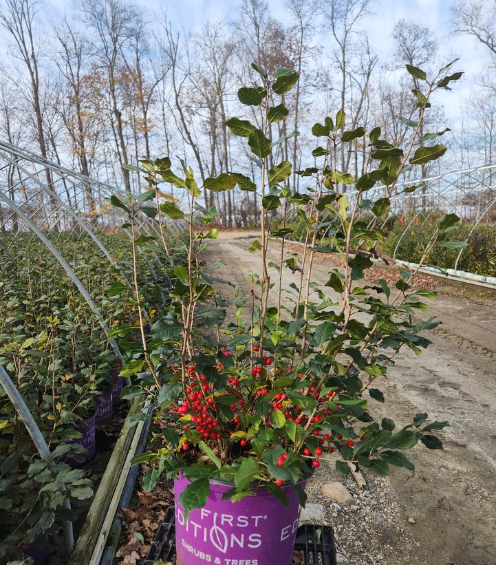 Ilex verticillata Wildfire™