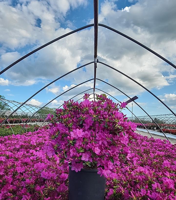 Azalea 'Girards Fuchsia'