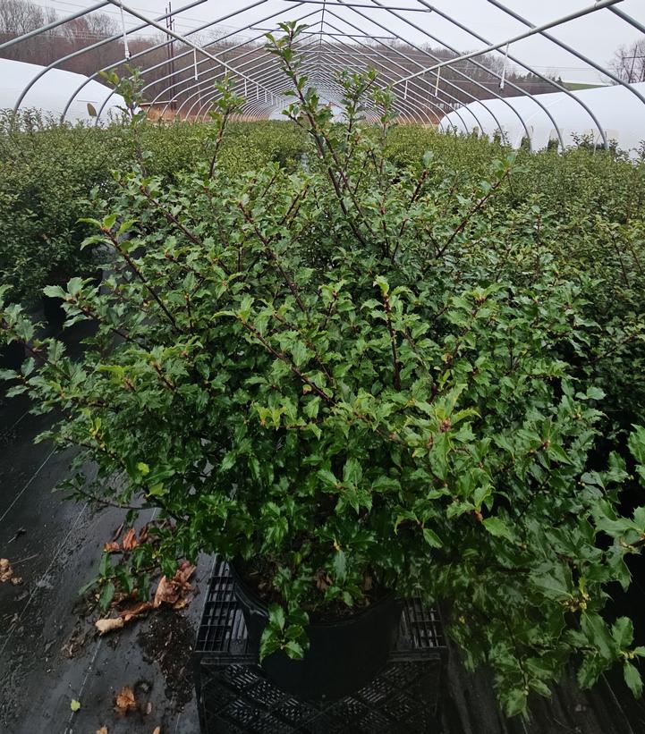 Ilex x meserveae 'Blue Princess'