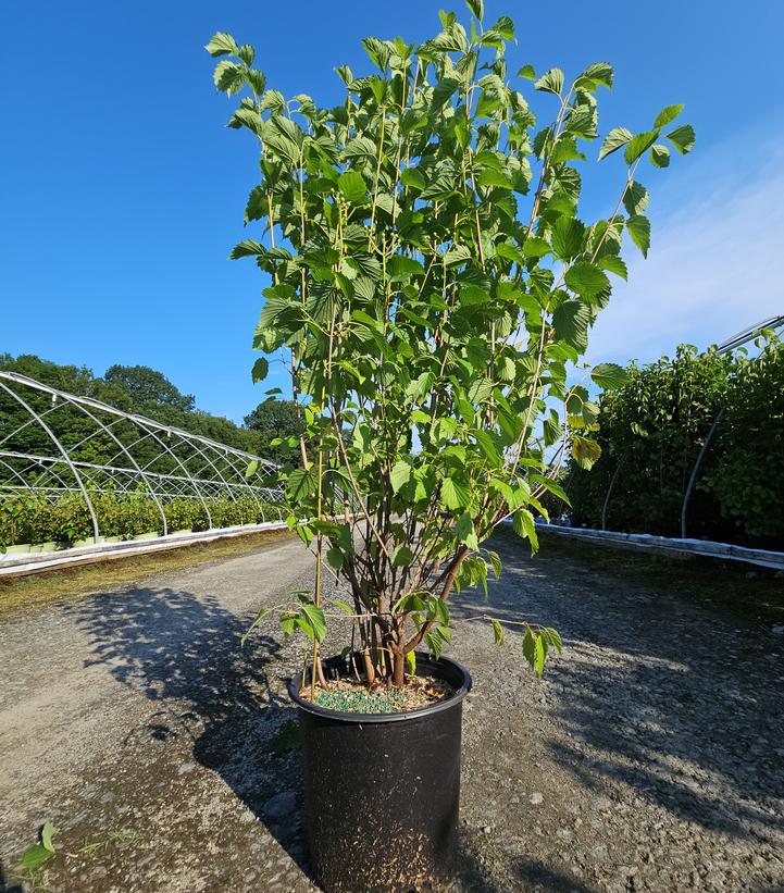 Viburnum dentatum Autumn Jazz™