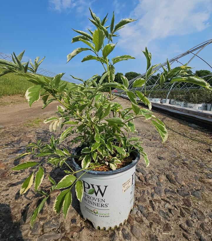 Sambucus nigra Instant Karma®