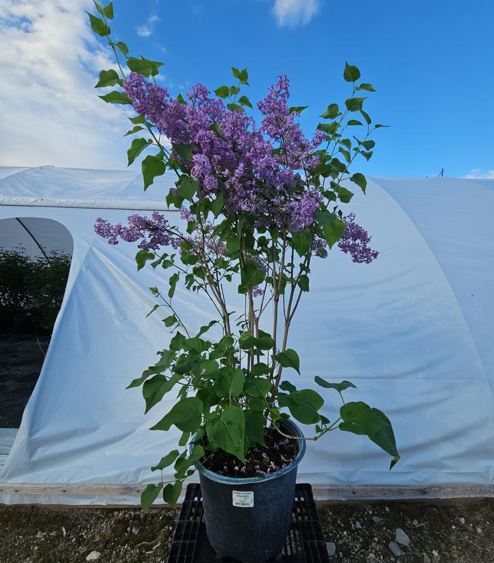 Syringa X hyacinthiflora 'Pocahontas'