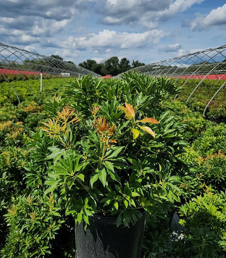Pieris jap. Compacta
