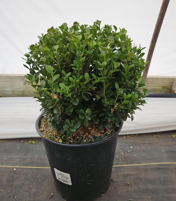 Buxus microphylla var. japonica Baby Gem™