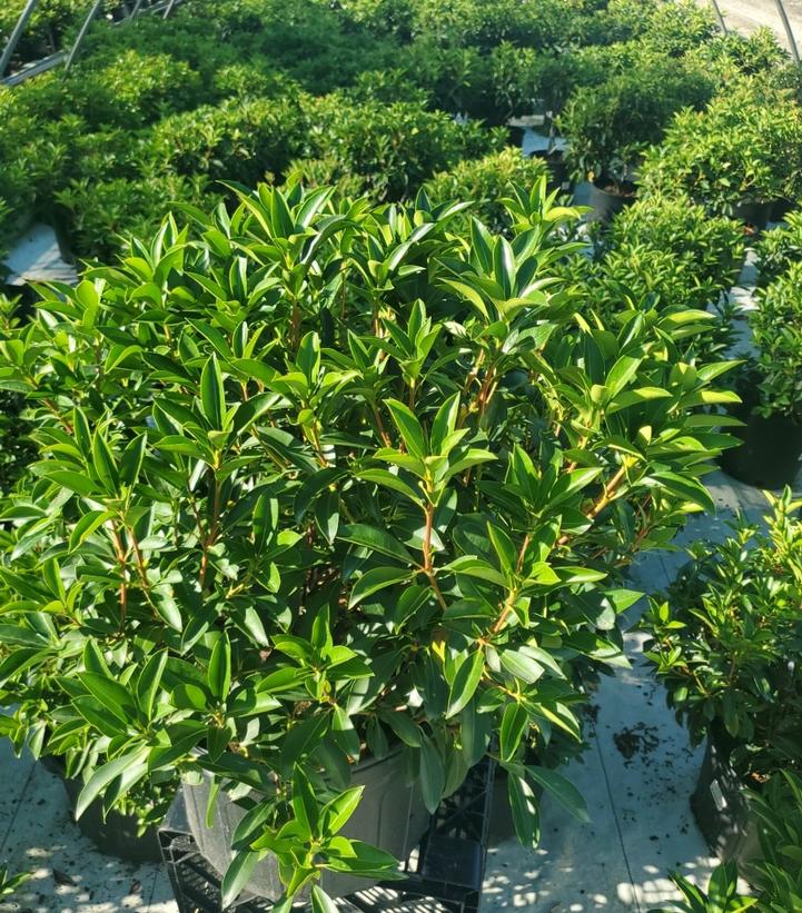 Kalmia latifolia 'Carousel'