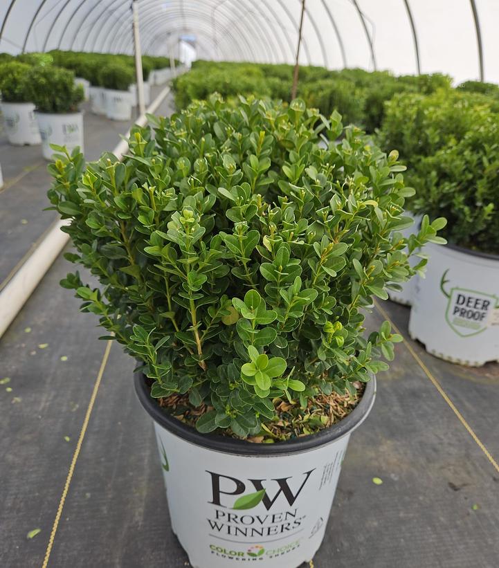 Buxus microphylla Sprinter®