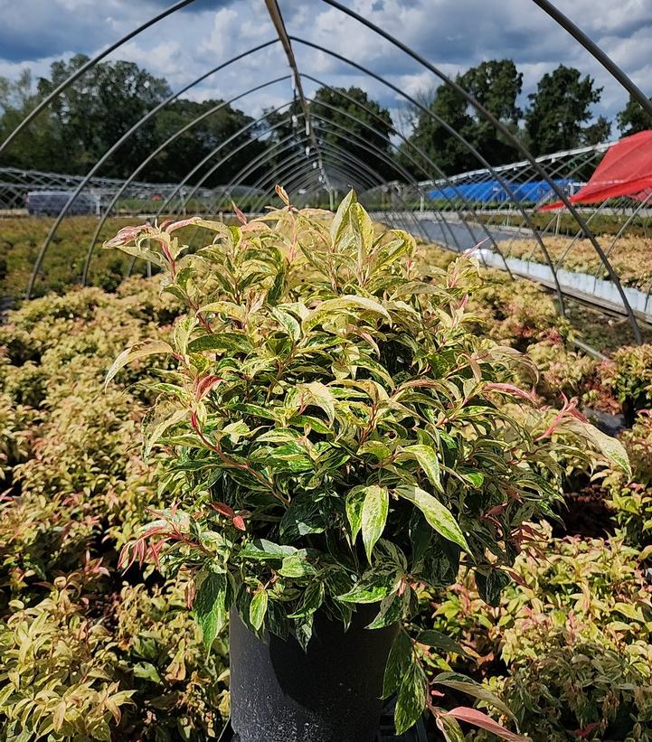 Leucothoe fontanesiana Rainbow