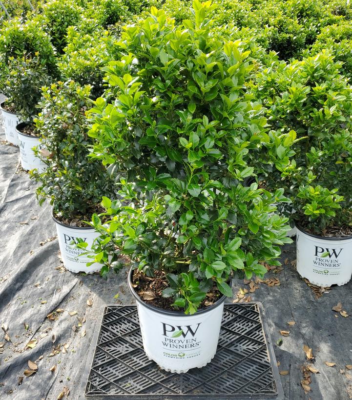 Ilex x meserveae Castle Spire®