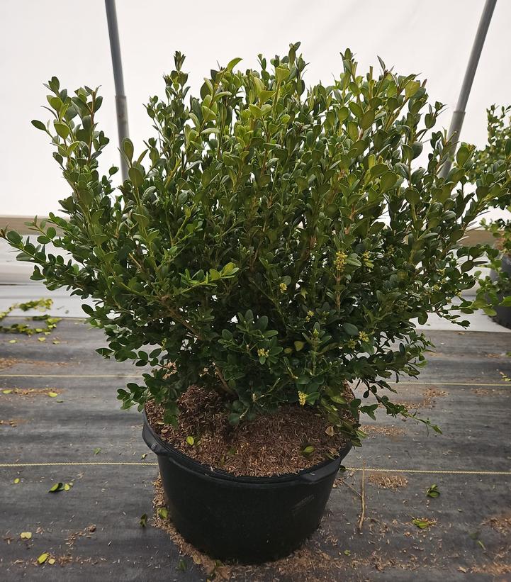 Buxus microphylla var. japonica 'Winter Gem'