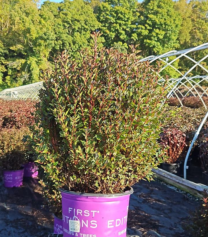 Physocarpus opulifolius Little Devil™