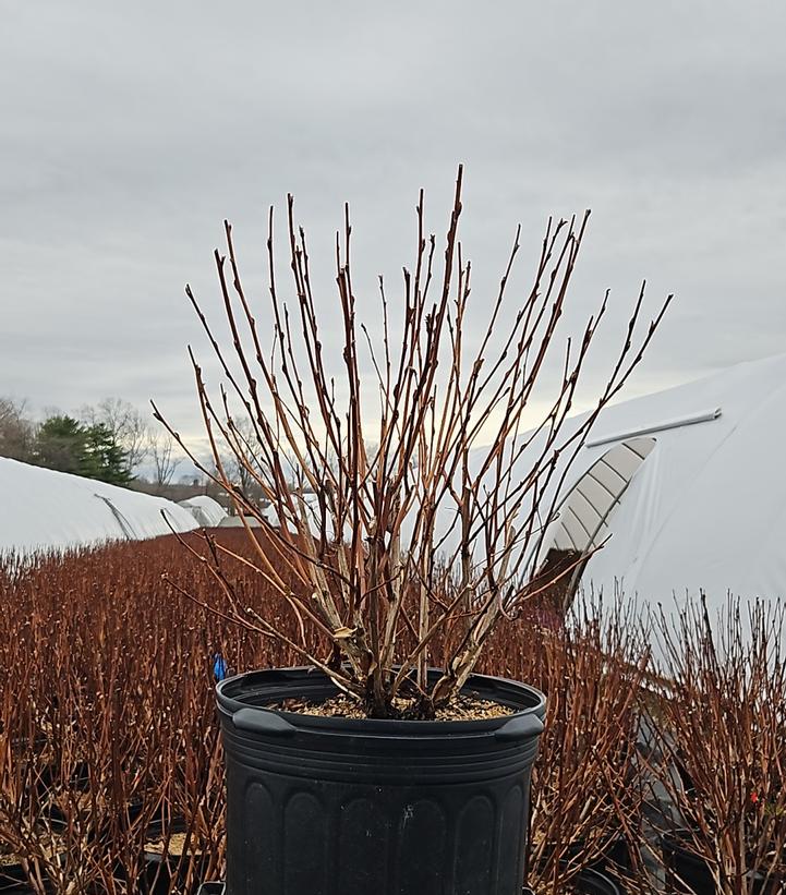 Physocarpus opulifolius Diabolo