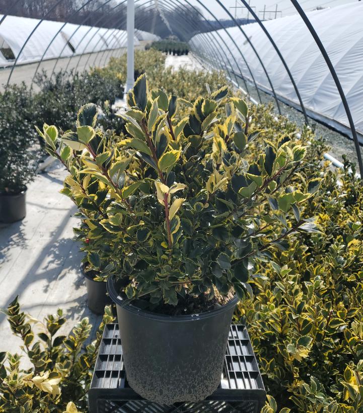 Ilex x meserveae 'Honey Maid'