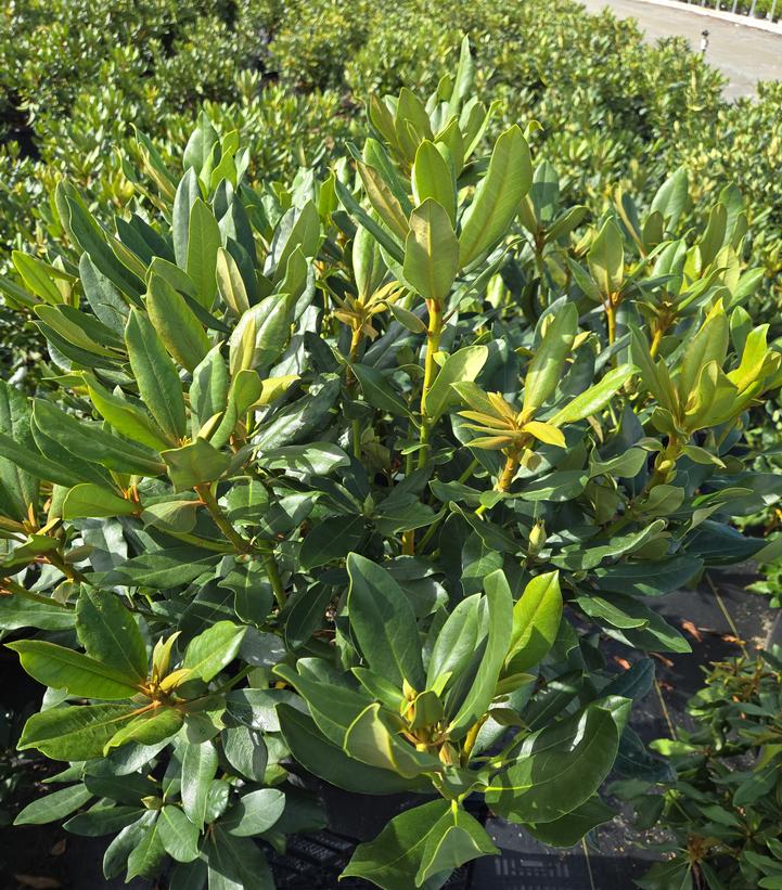 Rhododendron cat. Nova Zembla