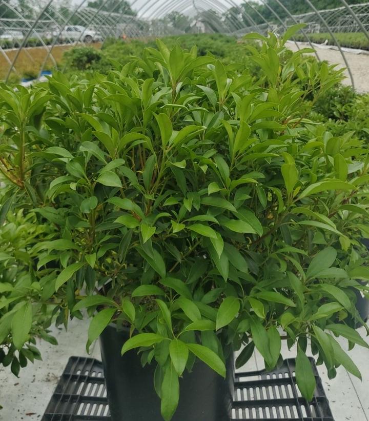 Kalmia latifolia 'Nipmuck'