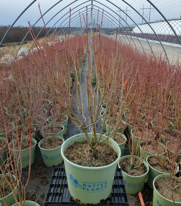 Cornus sericea 'Cardinal'