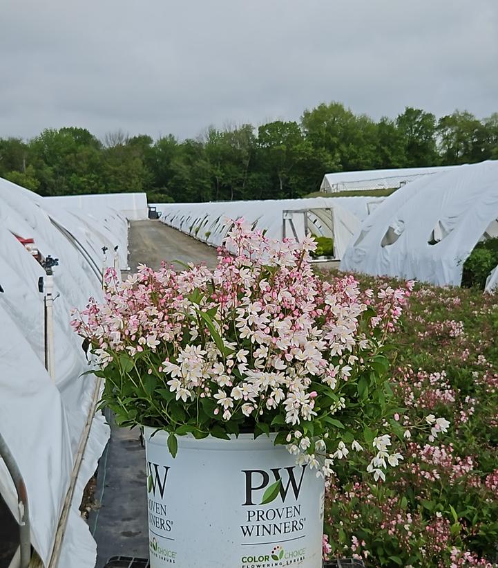 Deutzia x Yuki Cherry Blossom®