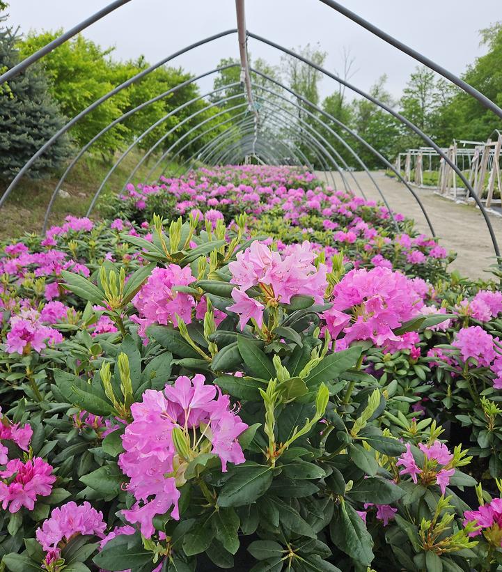 Rhododendron cat. Roseum Elegans