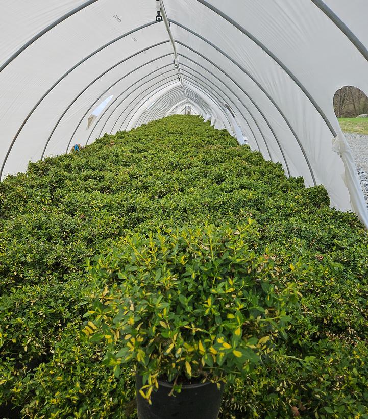 Euonymus fortunei 'Moonshadow'