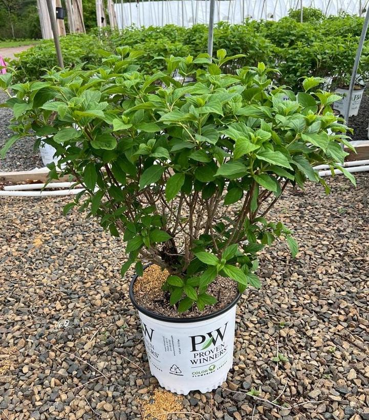 Hydrangea paniculata 'Limelight'