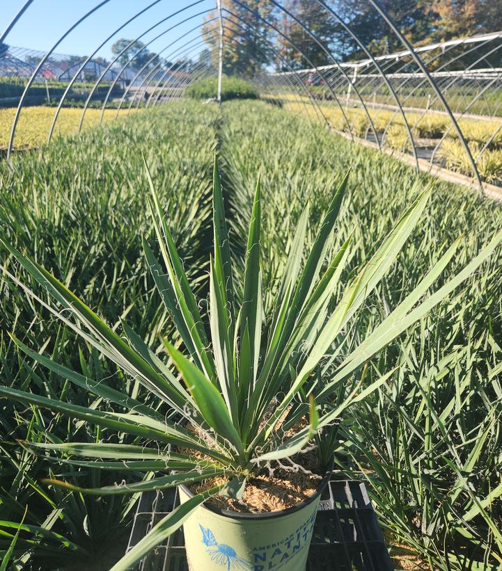 Yucca filamentosa 'Excalibur'